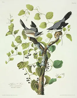 Lanius ludovicianus, loggerhead shrike Lanius ludovicianus, loggerhead shrike