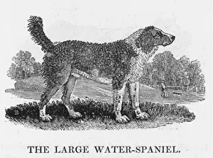 Rare Dog Breeds UK Prints: Large Water Spaniel