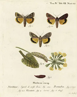 Large yellow underwing, Noctua pronuba Large yellow underwing, Noctua pronuba