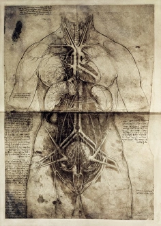 LEONARDO DA VINCI (1452-1519). Anatomic studio LEONARDO DA VINCI (1452-1519). Anatomic studio