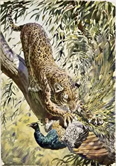 Raymond Sheppard Artwork Prints: A Leopard catches a Peacock