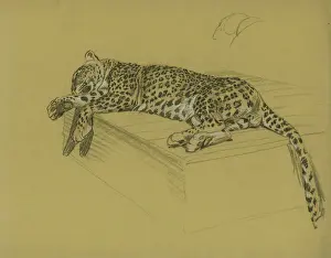 Prints of Leopard lying on a ledge Leopard Prints: Leopard Lying on a Ledge Print by Unknown Artist