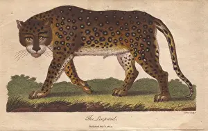 Ebenezer Sibly Prints: Leopard, Panthera pardus