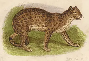 Panthera Pardus Image Prints: Leopard Profile View