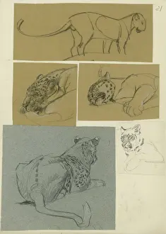Raymond Sheppard Prints: Leopard Studies