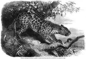 Wild Cat Images Prints: Leopard up a Tree