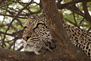 Leopard - in a tree looking for prey Leopard - in a tree looking for prey