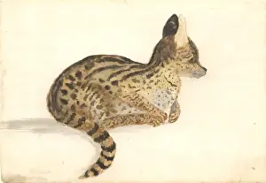 Captain Cook Second Voyage Prints: Leptailurus serval, serval
