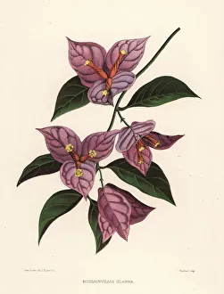 Lesser bougainvillea or paperflower, Bougainvillea glabra Lesser bougainvillea or paperflower, Bougainvillea glabra