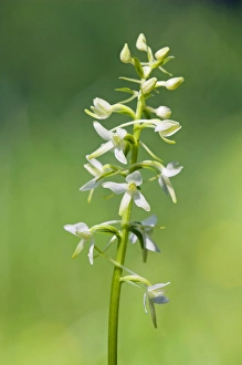 Lesser Butterfly-Orchid - flowering wild plant Lesser Butterfly-Orchid - flowering wild plant