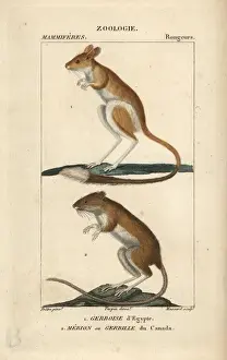 Frederic Cuvier Dictionary Prints: Lesser Egyptian jerboa, Jaculus jaculus