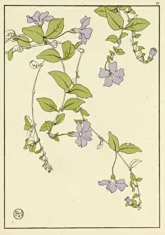 Prints of Decorative flower study by Jeannie Foord, of Lesser Periwinkle plant. 1899 Mollusk Prints: Lesser Periwinkle Decorative Flower Study Print, 1899