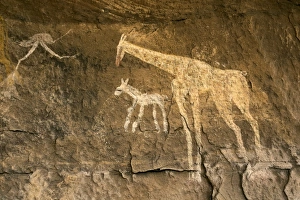 LIBYA. Tadrart Acacus. Representation of giraffes LIBYA. Tadrart Acacus. Representation of giraffes