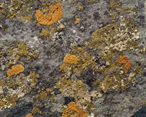 Symbiotic Relationships In Nature Prints: Lichens