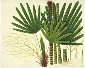 Botanical Drawings China Prints: Licuala sp