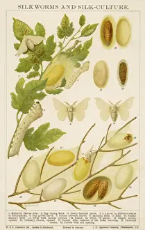 Prints of The life cycle of a silk worm and silk culture Insect Prints: Silk Worm Life Cycle Print