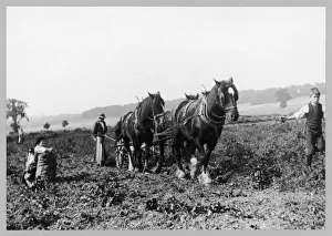 Horse-Drawn Potato Lifting Print