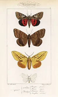 Light crimson underwing, old lady, drinker and yellow-tail Light crimson underwing, old lady, drinker and yellow-tail