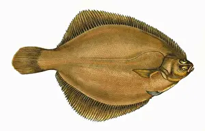 Prints of Limanda limanda, or Common Dab, a species of flatfish. Date: 1864 Flatfish Prints: Limanda limanda Print, 1864 by Edwin Edwards