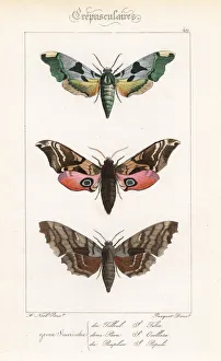 Lime hawkmoth, eyed hawkmoth, and poplar hawkmoth Lime hawkmoth, eyed hawkmoth, and poplar hawkmoth