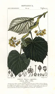 Lime tree or linden tree, Tilia alba Lime tree or linden tree, Tilia alba
