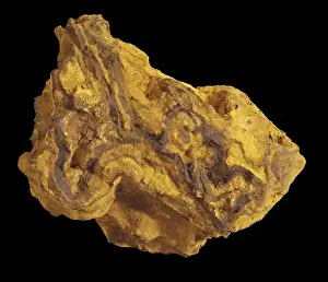 Sedimentary Rock Formation Prints: Limonite