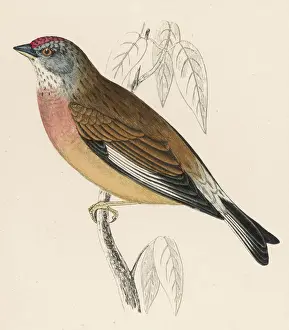 Linnet Print: A Watercolour of Carduelis cannabina