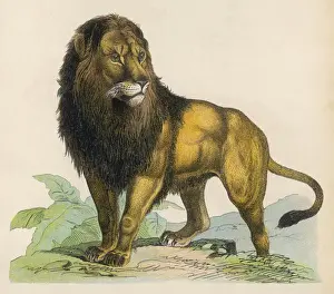 Lion Print