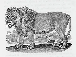 Prints of Felis leo This animal is produced in Africa, and the hottest parts of Asia according to Bewick Asian Lion Prints: African Lion Print (Bewick) Felis leo
