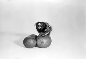 Early 1930s Print: Lion Monkey on a Tangerine
