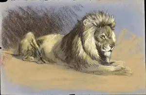 Raymond Sheppard Art Prints: A Lion - Pastel study