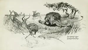 Lion Springing to Attack an Impala Print by Thomas Baines