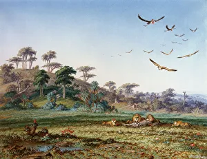 Lions and Dead Quagga, by Thomas Baines Lions and Dead Quagga, by Thomas Baines