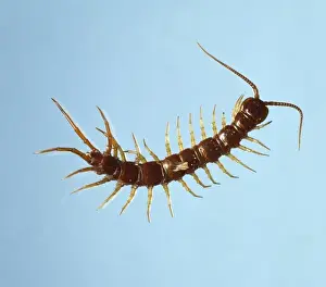 Centipede Prints: Lithobius sp. Centipede Print - Poisonous Fangs