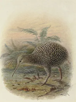 Little Spotted Kiwi or Kiwi Pukupuku Little Spotted Kiwi or Kiwi Pukupuku