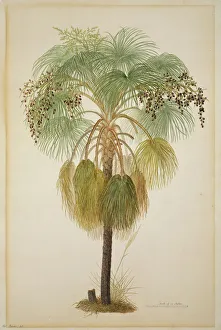 Livistona humilis, sand palm