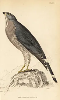 Lizard buzzard, Kaupifalco monogrammicus Lizard buzzard, Kaupifalco monogrammicus
