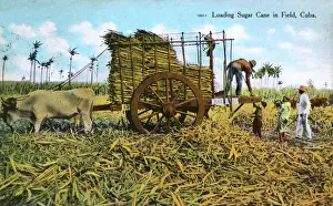 Prints of Loading sugar cane in a field, Cuba. Date: circa 1910 Related Prints: Loading Sugar Cane in a Field, Cuba Print circa 1910