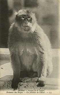A local of the Hotel, Monkey Creek, Chiffa Gorge A local of the Hotel, Monkey Creek, Chiffa Gorge