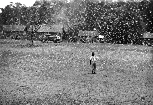 Locust invasion, Nairobi, Kenya, East Africa Locust invasion, Nairobi, Kenya, East Africa