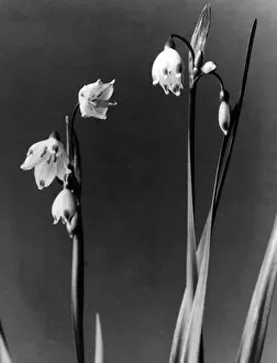 Aestivum Collection: Loddon Lily