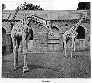 London Zoo Giraffes 1885 Print. Art Prints, Posters & Puzzles from