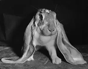 Unusual Animal Friends Prints: Long-eared rabbit
