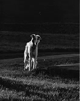 Historical Dogs Prints: A long-haired greyhound