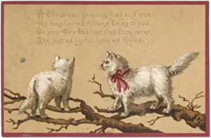 Vintage Cat Pictures Prints: Long Haired Kittens