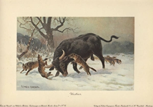 A long-horned European wild ox attacked by wolves A long-horned European wild ox attacked by wolves