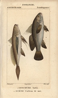 Longtail croaker, Lonchurus lanceolatus Longtail croaker, Lonchurus lanceolatus