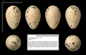 Lord Lilfords great auk egg Lord Lilfords great auk egg