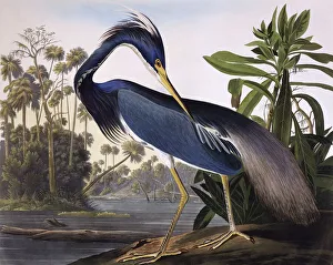 Louisiana Heron, by John James Audubon Louisiana Heron, by John James Audubon