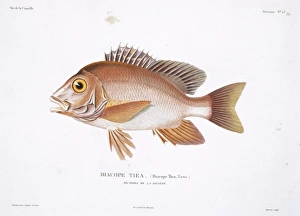 Lutjanus gibbus, humpback red snapper Lutjanus gibbus, humpback red snapper